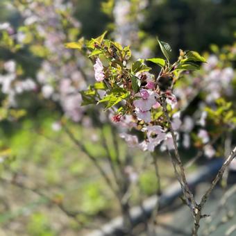 葉桜 葉桜 桜,さくら,花の写真素材