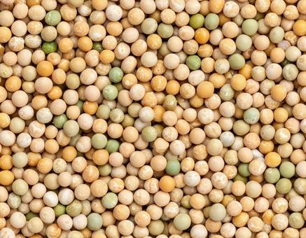 淡色えんどう豆の集合 淡色えんどう豆の集合の写真