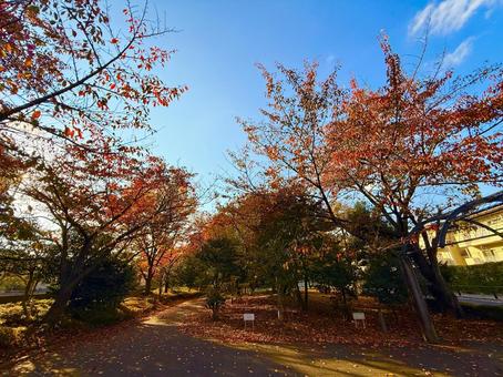 秋空と紅葉の木々 青空,空,ブルースカイの写真素材