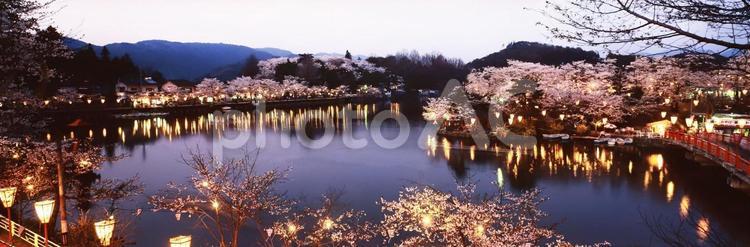 上野公園さくら 広島県,庄原市,さくらの写真素材