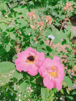 虫とバラ 虫とバラの写真