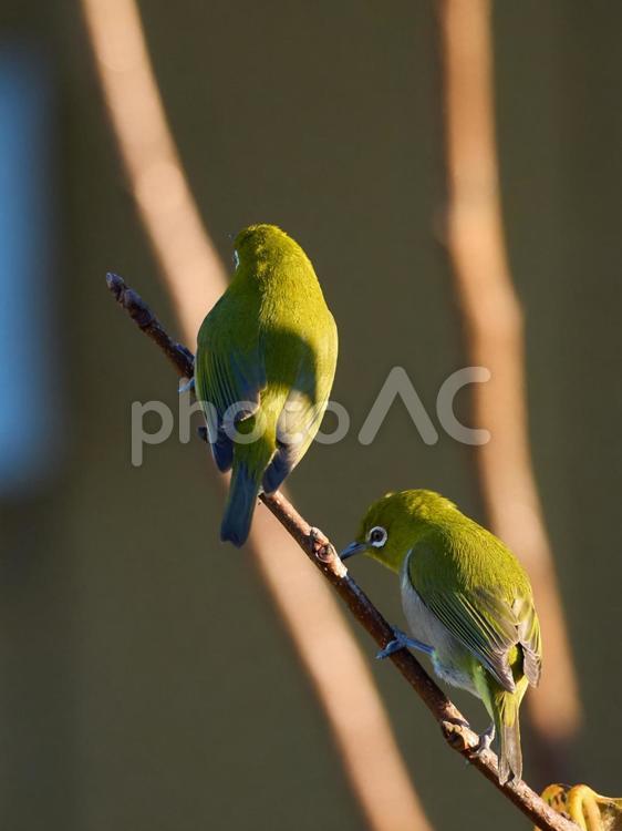 番のメジロが二羽　後ろ向きの背中 メジロ,野鳥,目白の写真素材