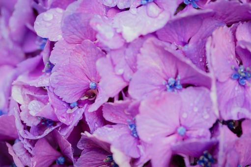 Pink hydrangeas blooming in Kodaira Hydrangea Park, JPG