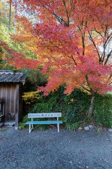 鮮やかな紅葉と圓光寺境内の白いベンチ 圓光寺,円光寺,京都の写真素材