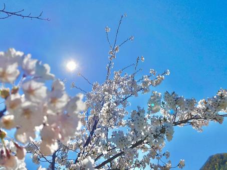 桜と青空 桜と青空の写真