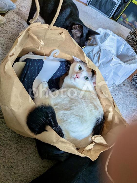袋ガサゴソ　オトちゃん ねこ,かわいい,ペットの写真素材