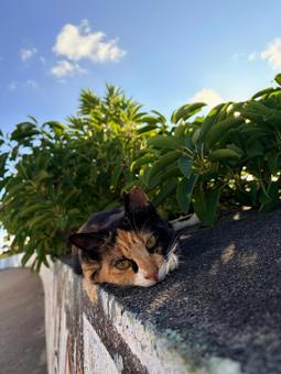 カメラ目線、海岸の猫 カメラ目線、海岸の猫 猫,風景,自然の写真素材