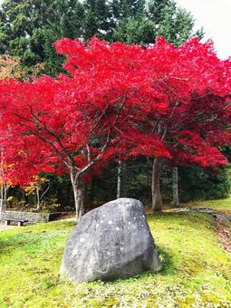 公園の中の岩と紅葉の写真