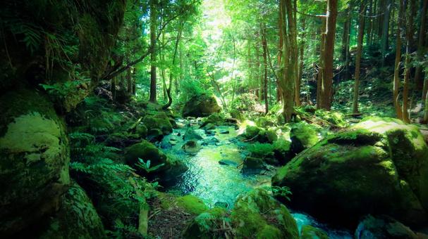 沢 森,森林,林の写真素材