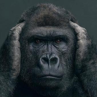 暗闇に浮かび上がるゴリラの力強い顔 暗闇に浮かび上がるゴリラの力強い顔の写真