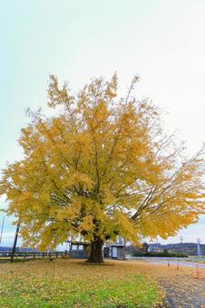 銀杏 銀杏,紅葉,秋の写真素材
