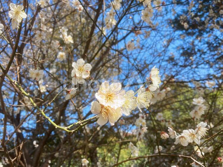 日が当たる梅の枝 - No: 33982156｜写真素材なら「写真AC」無料（フリー）ダウンロードOK