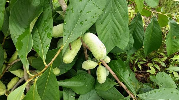 Photo, poopo, fruit, delicious, 