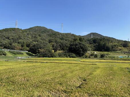 稲穂 空,風景,自然の写真素材