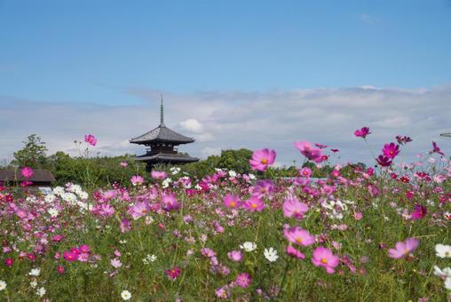 法起寺のコスモス 風景,秋,10月の写真素材