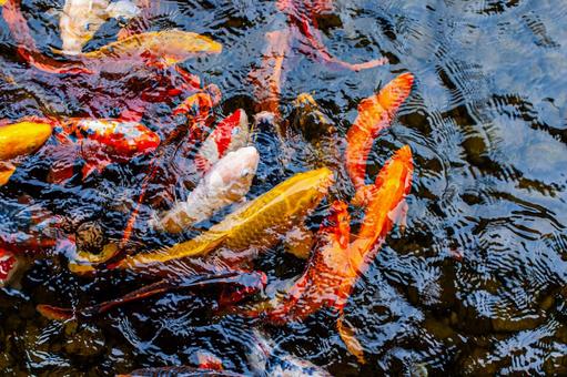 鮮やかな池の鯉 鮮やかな池の鯉 ニシキゴイ,鮮やか,カラフルの写真素材