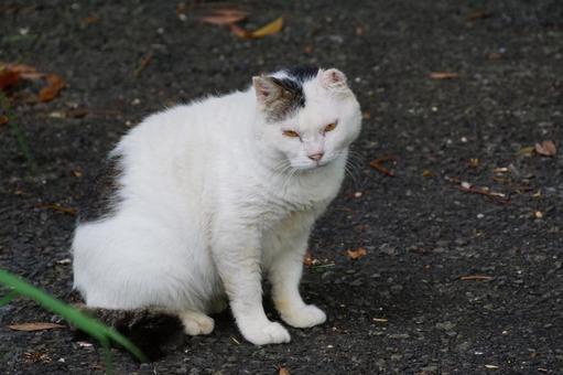 座るネコ 座るネコの写真