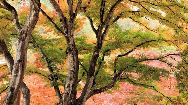 11月の河口湖もみじ回廊の紅葉 紅葉,秋,もみじの写真素材