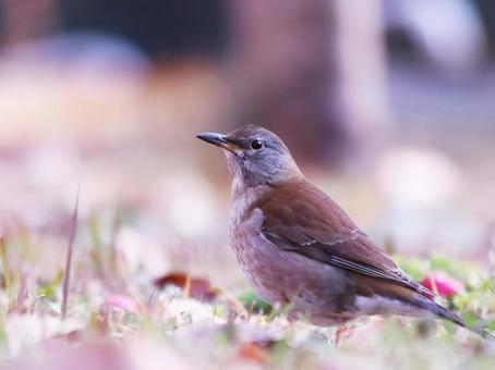 地面に降りた野鳥のシロハラ 地面に降りた野鳥のシロハラの写真
