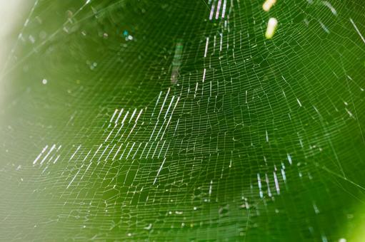Spider Web 2, JPG Spider Web 2, JPG