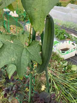 ヘチマ ヘチマ栽培,ヘチマ,畑の写真素材