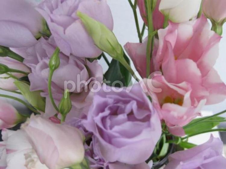 淡いパープル系の花束 花束,フラワー,パープルの写真素材
