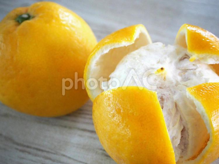 河内晩柑の皮をむく 河内晩柑,ジューシーオレンジ,みかんの写真素材