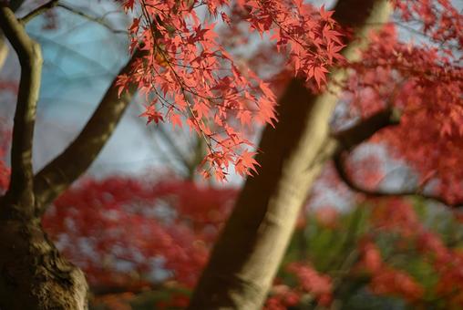 鮮やかな赤いモミジと樹木の幹 秋,紅葉,もみじの写真素材