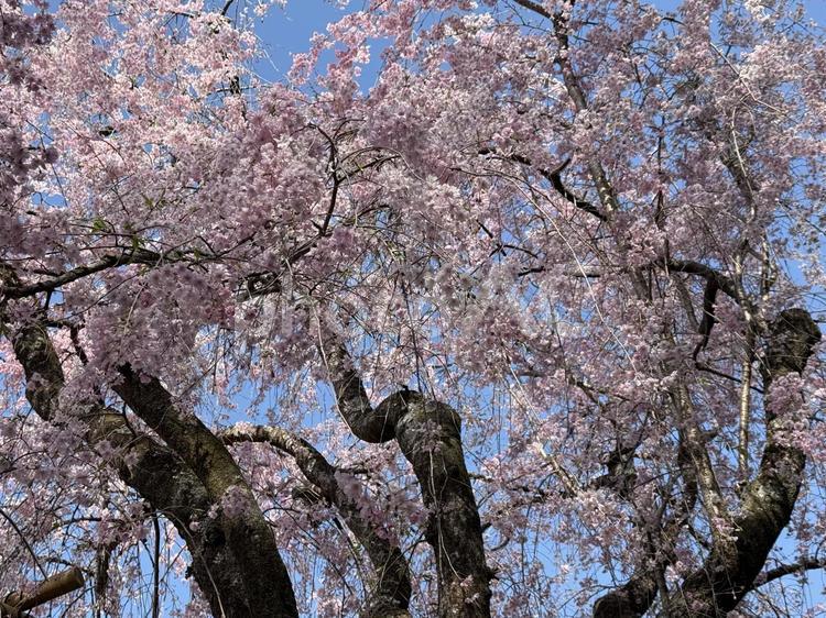 風に揺れるサクラ 枝垂れ桜,サクラ,春の写真素材