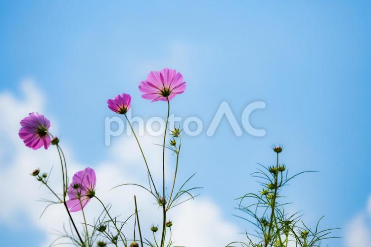 秋晴れの青い空と白い雲とコスモスの花 コスモス,花,青空の写真素材