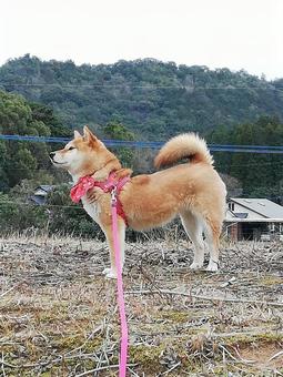 凛々しい柴犬 凛々しい柴犬の写真