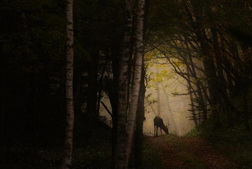 森の中で輝く美しい鹿 鹿,シカ,エゾシカの写真素材