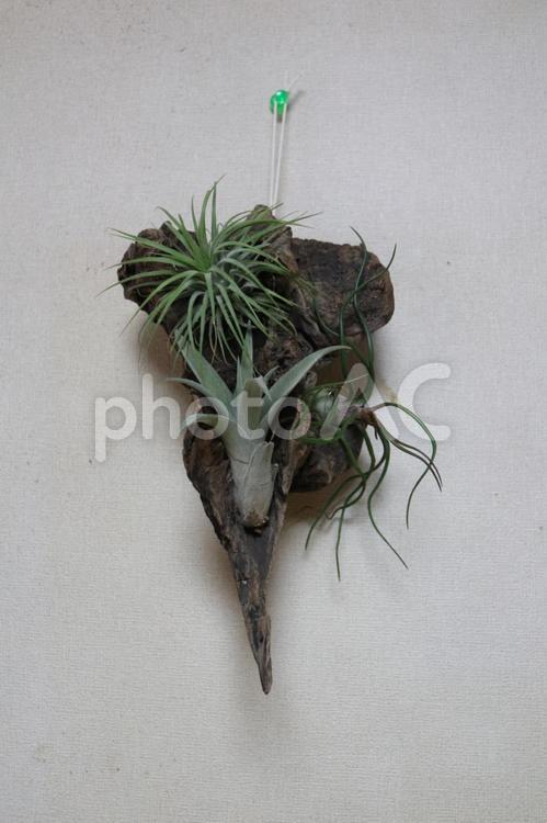 我が家のインテリア エアープランツ,壁掛け,グリーンの写真素材