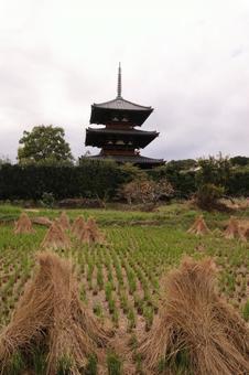 稲わらと三重塔 稲わら,稲穂,秋の写真素材