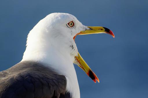 叫ぶウミネコ ウミネコ,北海道,利尻の写真素材