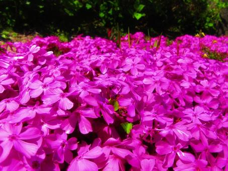 シバザクラの写真