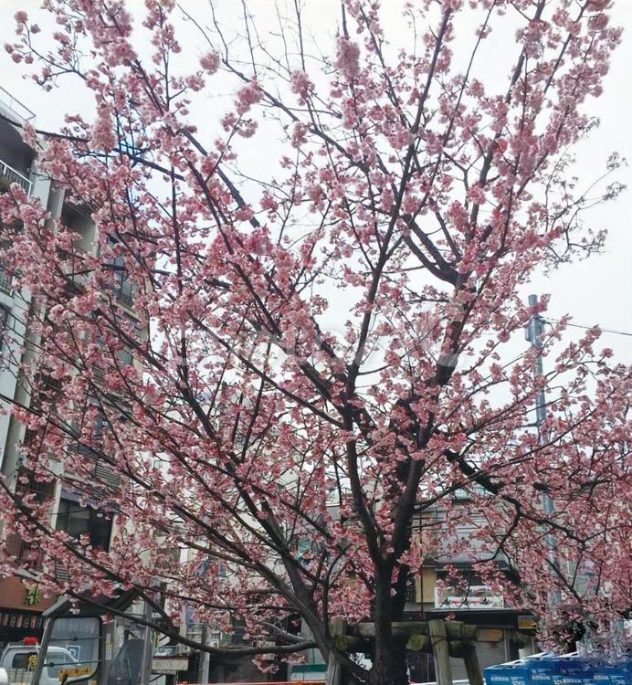 桜の木 桜,桜の木,木の写真素材
