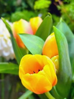 Yellow tulips, JPG Yellow tulips, JPG