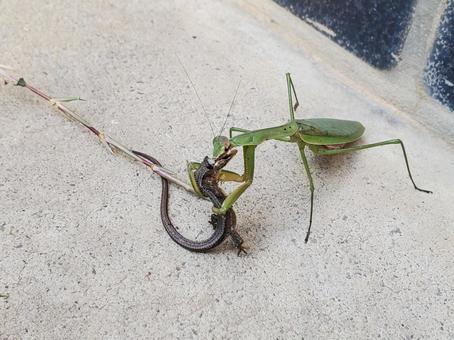 トカゲを補食するオオカマキリの写真