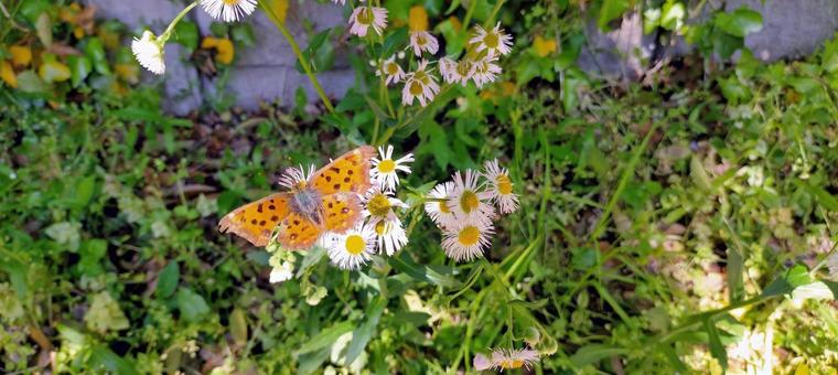 ハルジオンとキタテハ キタテハ,ハルジオン,花の写真素材