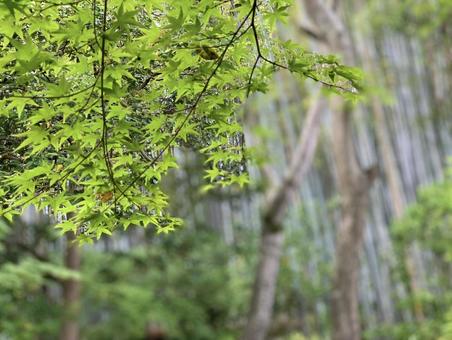 青もみじの向こうに揺れる竹林 青もみじの向こうに揺れる竹林の写真