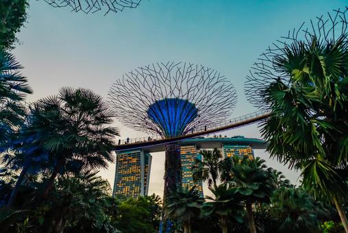 【シンガポール】スーパーツリー シンガポール,ガーデンズバイザベイ,スーパーツリーの写真素材