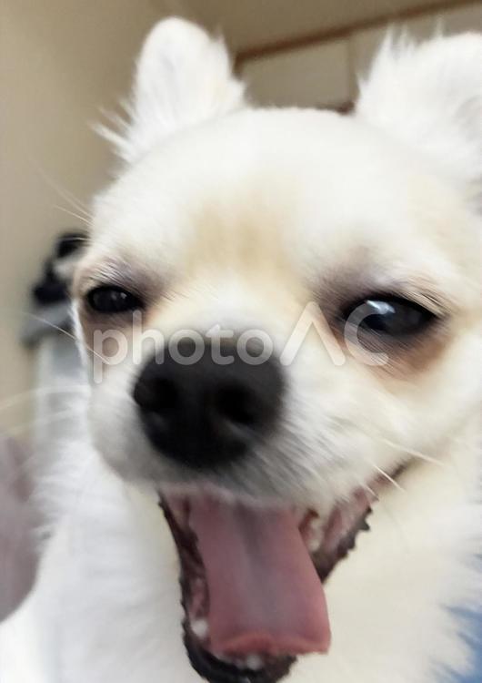 あくびするチワワ チワワ,あくび,犬の写真素材