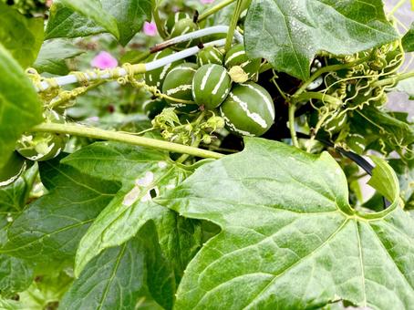 オキナワスズメウリの緑の小さい実の写真