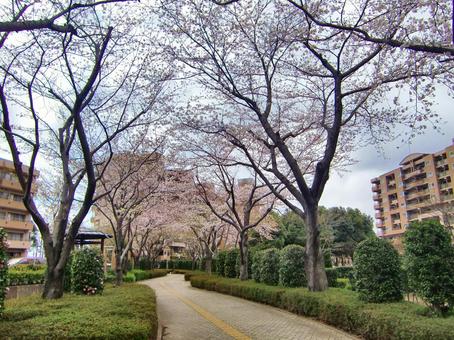 桜の季節-28 桜の季節-28 桜,木,幹の写真素材