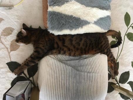 隙間にハマるベンガル猫 ねこ,猫,ネコの写真素材