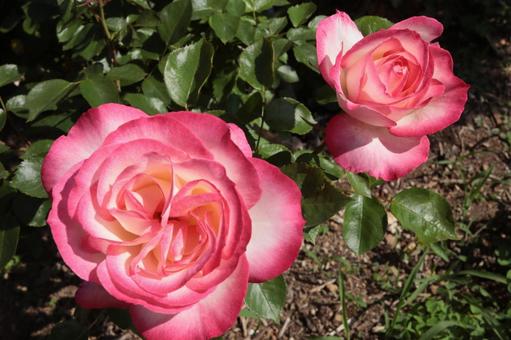 バラ園に咲くきれいな薔薇の写真です バラ園に咲くきれいな薔薇の写真です 花,薔薇,自然の写真素材