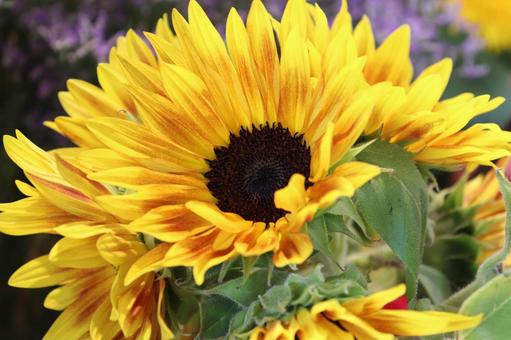 花屋に並ぶひまわり 2 花屋に並ぶひまわり 2の写真