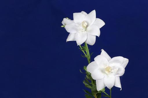 白いキキョウの花 植物,花,桔梗の写真素材