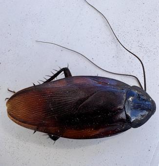 ワモンゴキブリの死骸 ワモンゴキブリの死骸 ゴキブリ,ワモンゴキブリ,害虫の写真素材